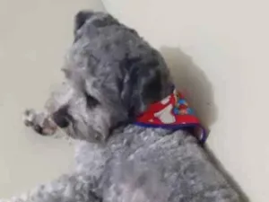 Cachorro raça LHASA APSO idade  nome Bolinha