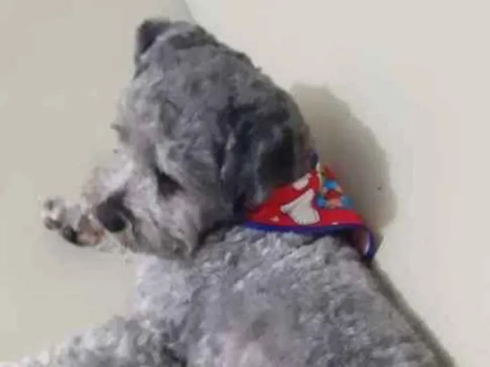 Cachorro ra a LHASA APSO idade  nome Bolinha