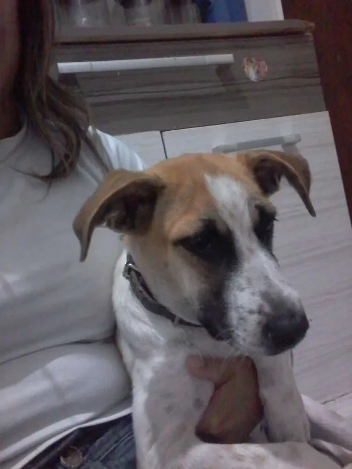 Cachorro raça Dalmata com viralata idade 2 a 6 meses nome Thor