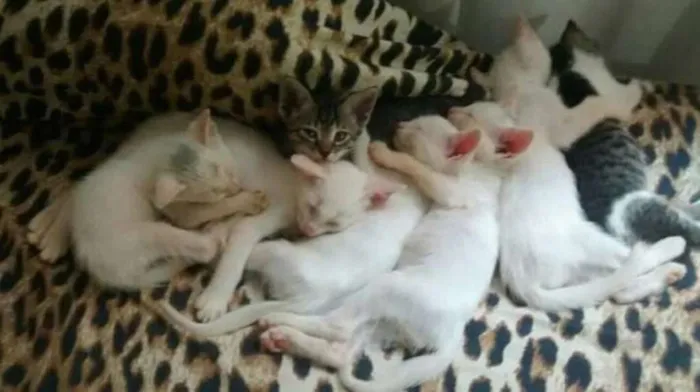 Gato raça Mestiço idade 2 a 6 meses nome Sem nomes