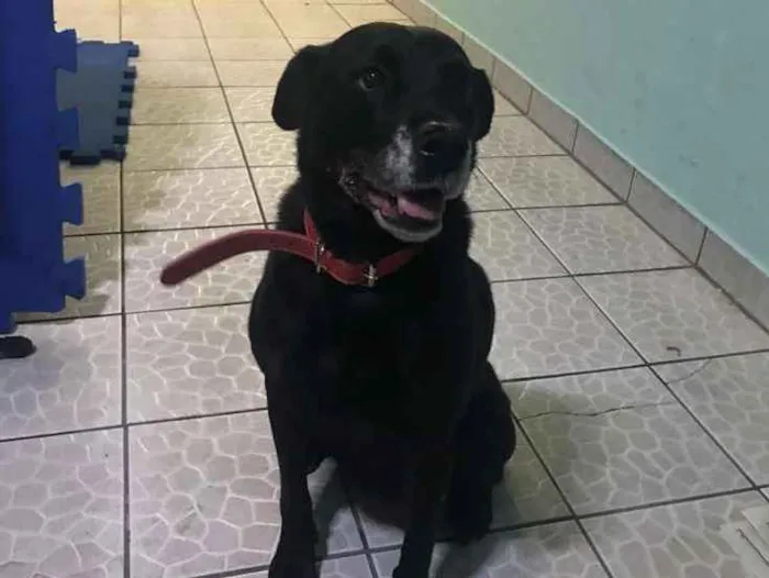 Cachorro ra a Labradora idade 6 ou mais anos nome Não sei