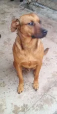 Cachorro raça SRD idade 2 anos nome Bacana