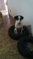 Cachorro raça SRD idade 1 ano nome Cori