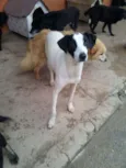 Cachorro raça SRD idade 1 ano nome Cori