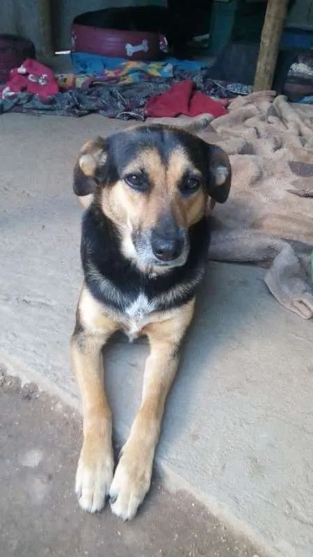 Cachorro raça SRD idade 4 anos nome Nina