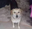Filó