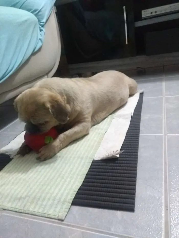 Cachorro ra a Shitzu idade 6 ou mais anos nome Nick