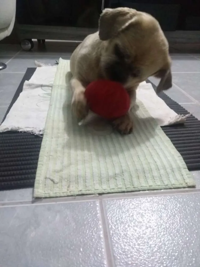 Cachorro ra a Shitzu idade 6 ou mais anos nome Nick