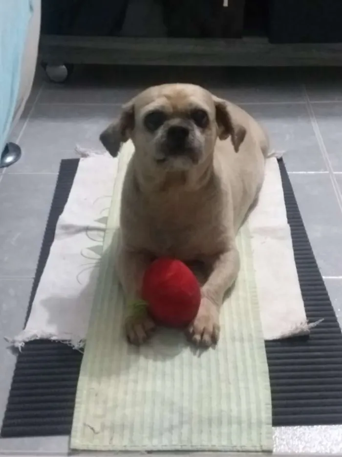 Cachorro ra a Shitzu idade 6 ou mais anos nome Nick