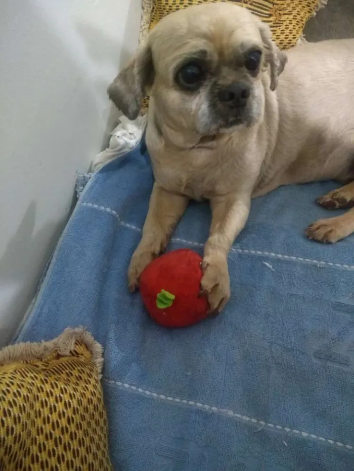 Cachorro ra a Shitzu idade 6 ou mais anos nome Nick