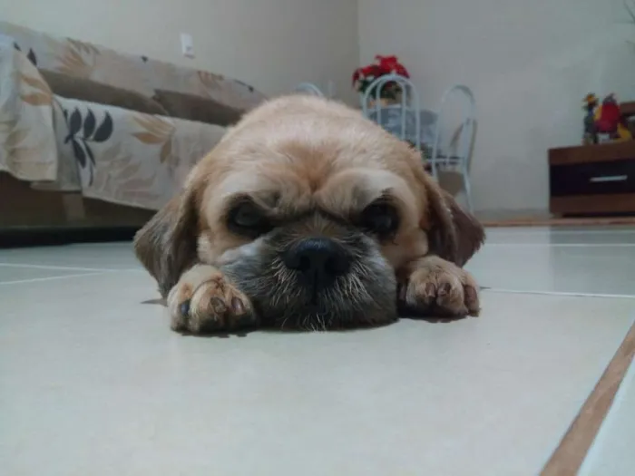 Cachorro ra a Shitzu idade 6 ou mais anos nome Nick