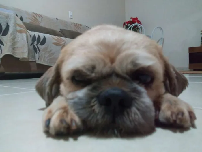 Cachorro ra a Shitzu idade 6 ou mais anos nome Nick