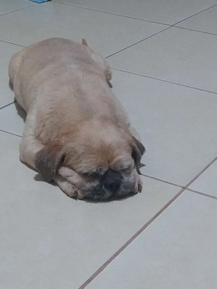 Cachorro ra a Shitzu idade 6 ou mais anos nome Nick