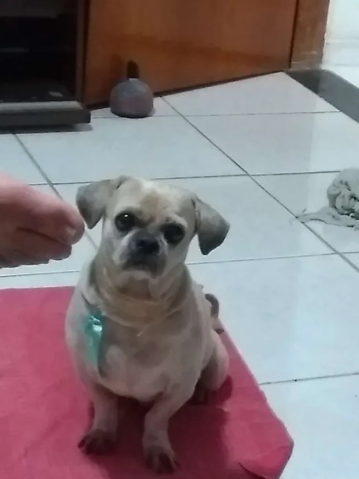 Cachorro ra a Shitzu idade 6 ou mais anos nome Nick