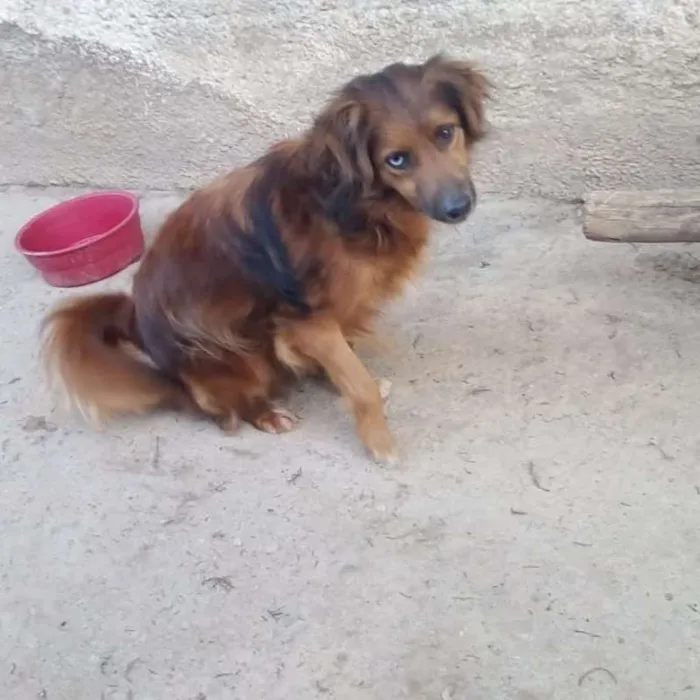 Cachorro ra a SRD idade 3 anos nome Mutante