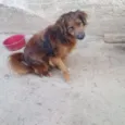 Mutante