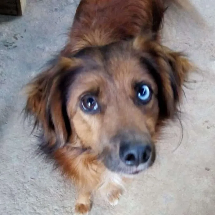 Cachorro ra a SRD idade 3 anos nome Mutante