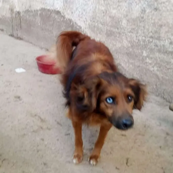 Cachorro ra a SRD idade 3 anos nome Mutante