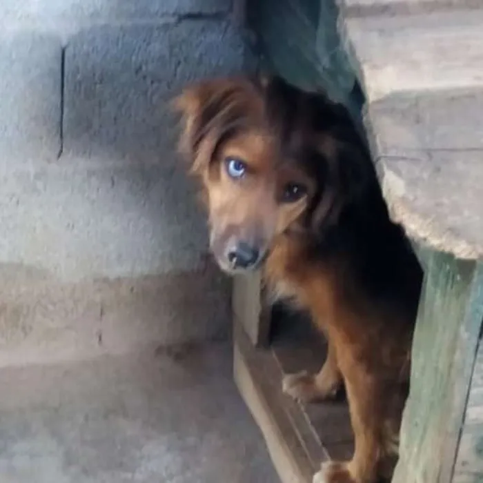 Cachorro ra a SRD idade 3 anos nome Mutante