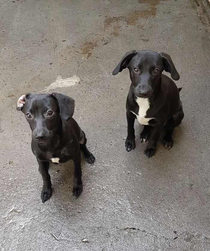 Cachorro ra a SRD  idade 2 a 6 meses nome Mad