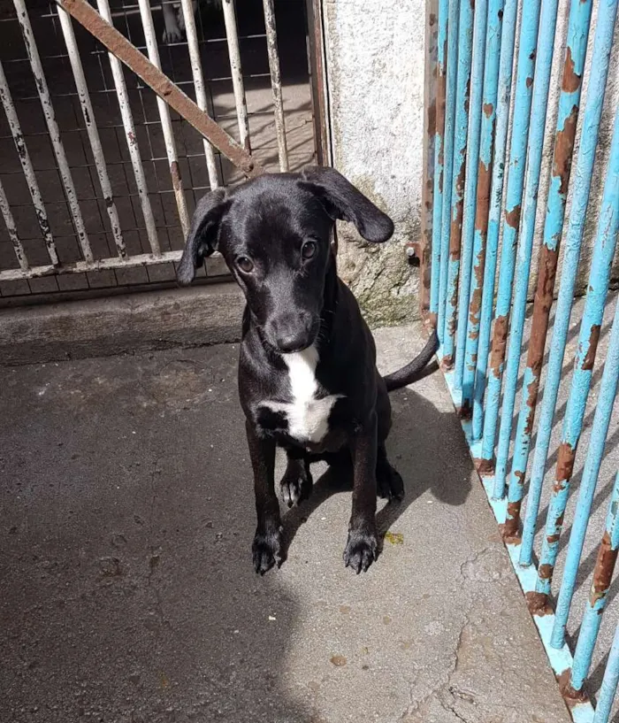 Cachorro ra a SRD  idade 2 a 6 meses nome Mad