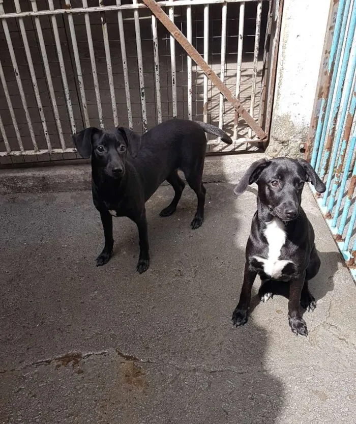Cachorro ra a SRD  idade 2 a 6 meses nome Mad