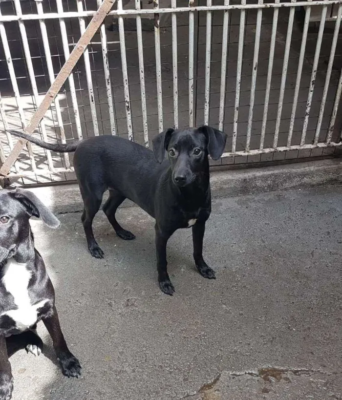Cachorro ra a SRD  idade 2 a 6 meses nome Mad
