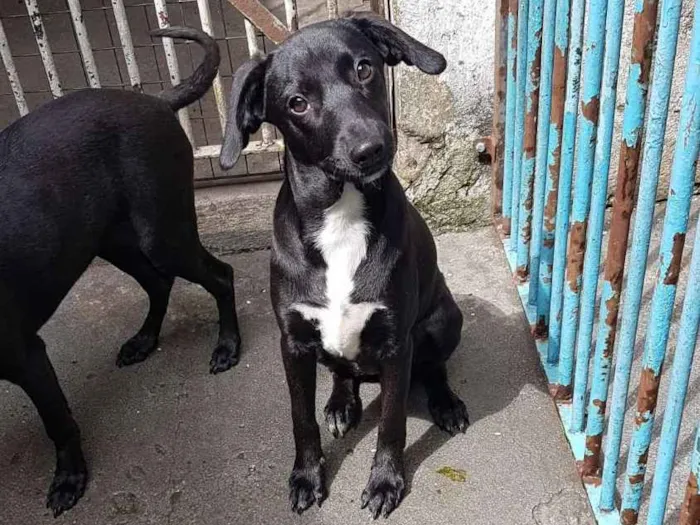 Cachorro ra a SRD  idade 2 a 6 meses nome Mad