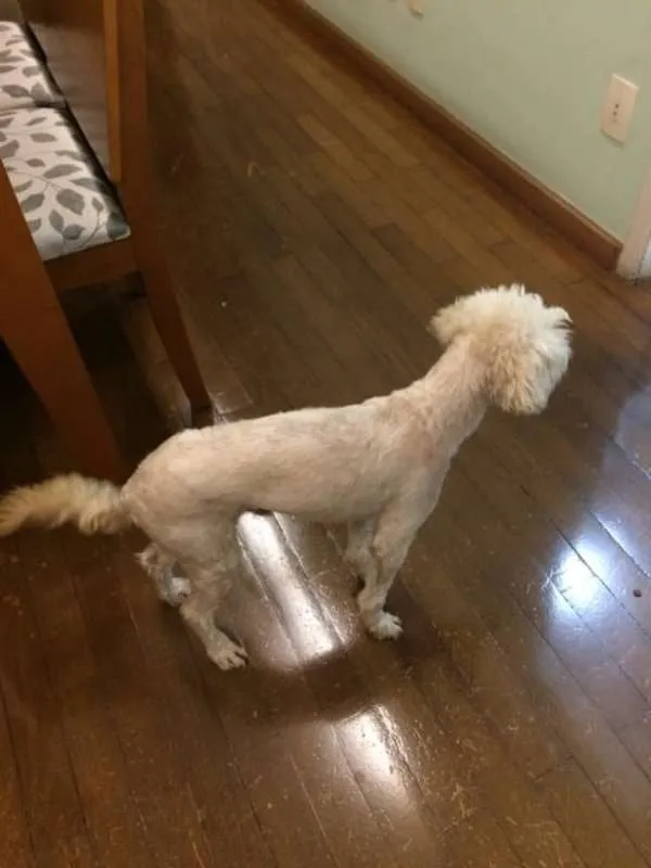 Cachorro ra a ND idade 2 anos nome Pitt