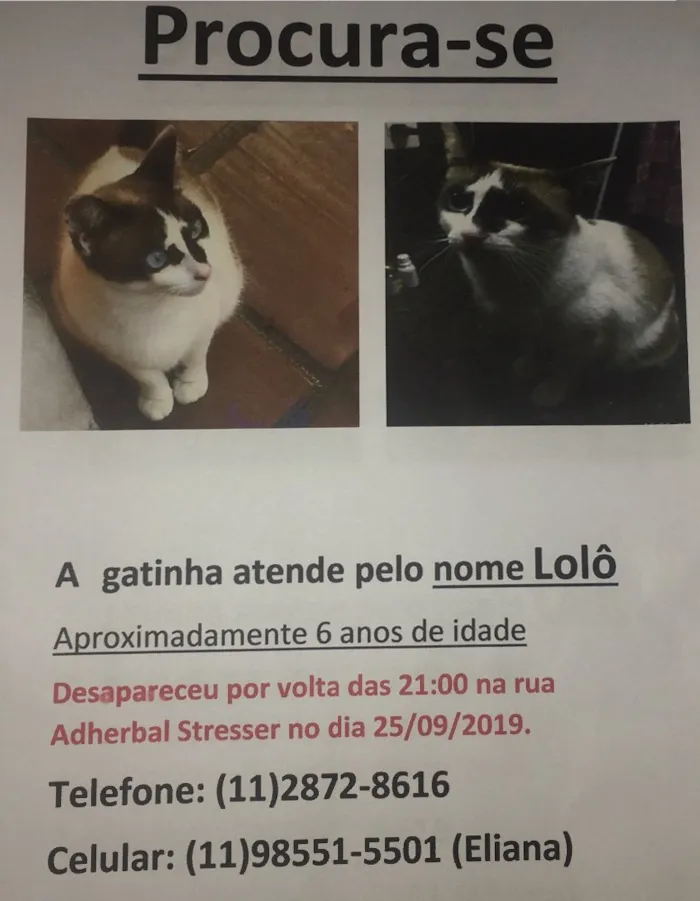 Gato ra a SRD idade 5 anos nome Lolita