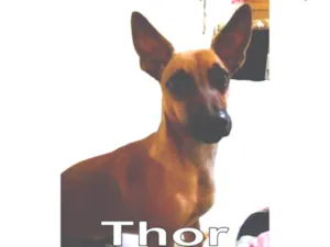 Cachorro raça Pinchi idade 7 a 11 meses nome Thor 
