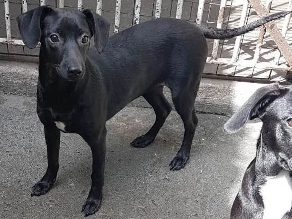 Cachorro ra a SRD  idade 2 a 6 meses nome Mad