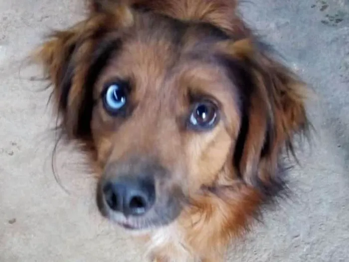 Cachorro ra a SRD idade 3 anos nome Mutante