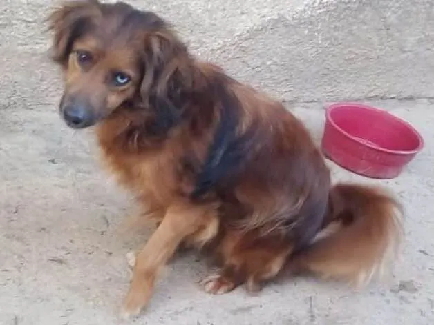Cachorro ra a SRD idade 3 anos nome Mutante