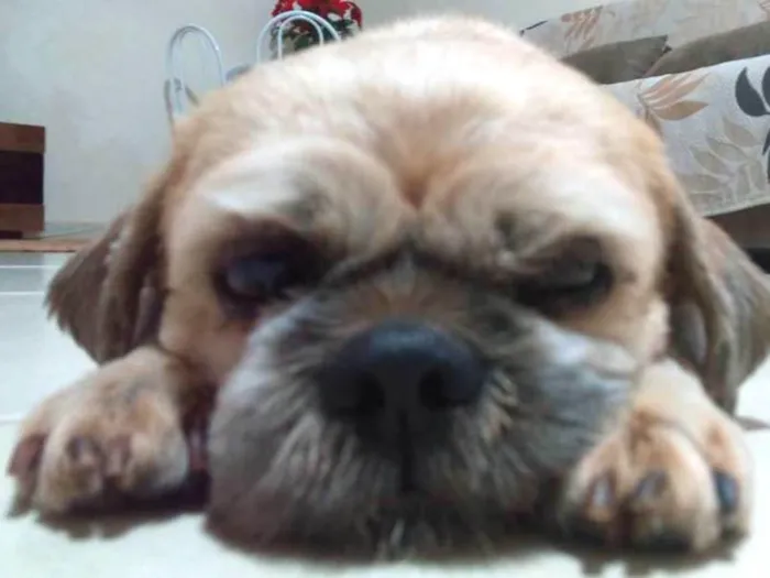 Cachorro ra a Shitzu idade 6 ou mais anos nome Nick