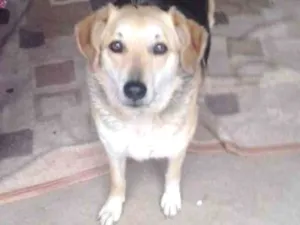 Cachorro raça SRD idade 4 anos nome Filó