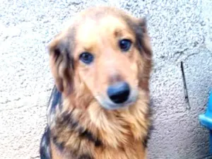 Cachorro raça SRD idade 3 anos nome Nede