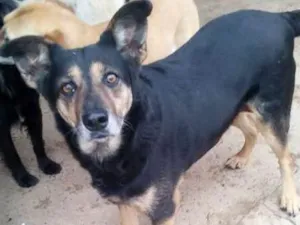 Cachorro raça SRD idade 6 ou mais anos nome Sissy