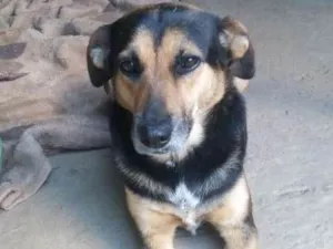 Cachorro raça SRD idade 4 anos nome Nina