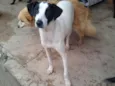 Cachorro raça SRD idade 1 ano nome Cori