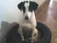 Cachorro raça SRD idade 1 ano nome Cori