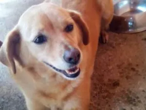 Cachorro raça SRD idade 3 anos nome Fly
