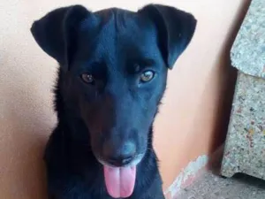 Cachorro raça SRD idade 1 ano nome Chico B.