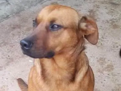 Cachorro raça SRD idade 2 anos nome Bacana
