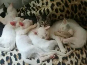 Gato raça Mestiço idade 2 a 6 meses nome Sem nomes
