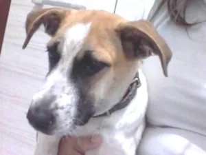 Cachorro raça Dalmata com viralata idade 2 a 6 meses nome Thor