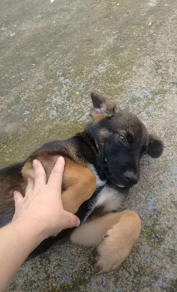 Cachorro ra a Vira lata c pastor alemao idade 2 a 6 meses nome Max