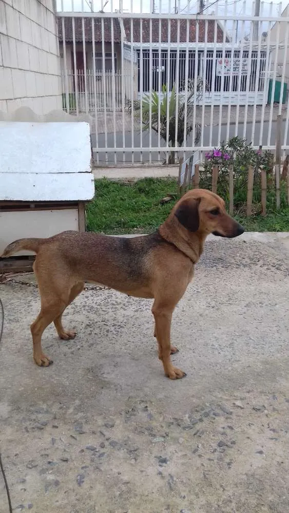 Cachorro ra a Vira-lata  idade 1 ano nome Titica