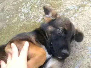 Cachorro raça Vira lata c pastor alemao idade 2 a 6 meses nome Max