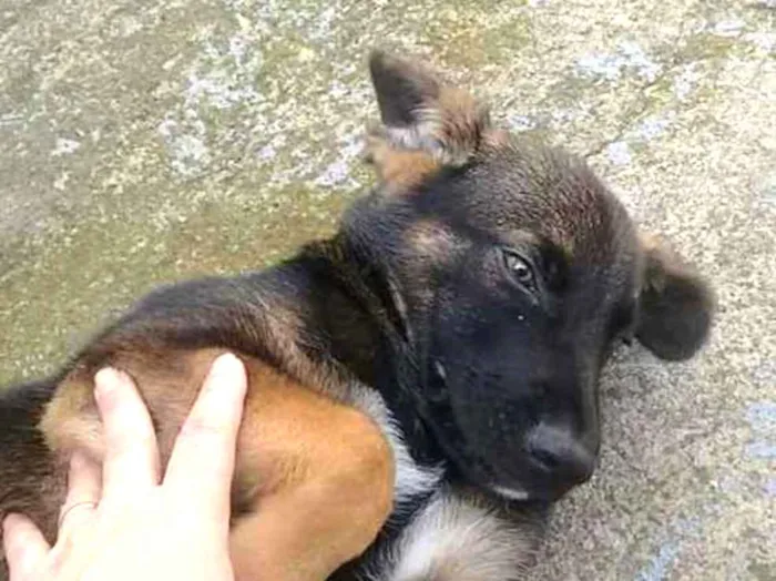 Cachorro ra a Vira lata c pastor alemao idade 2 a 6 meses nome Max